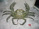 Hairy Crab Resin Art Sculpture Spray Painted Outdoor Decoration